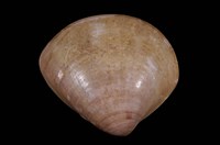 藏品(文蛤)的圖片